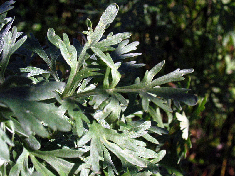 Artemisia absinthium L. / Assenzio vero